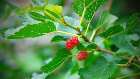 red mulberry tree identification - Candie Paradis