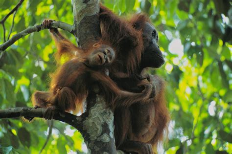 Orangutan Conservation: Threats, Challenges, and Hope