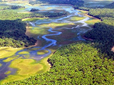 Pantanal, The World’s Largest Freshwater Wetland | Amusing Planet