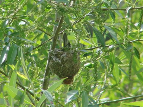 David's Photo Gallery NESTS M-Z / Warbling Vireo nest.jpg