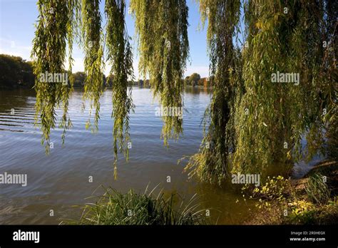 Weeping Willow at lake Aasee, Germany, North Rhine-Westphalia, Munster ...