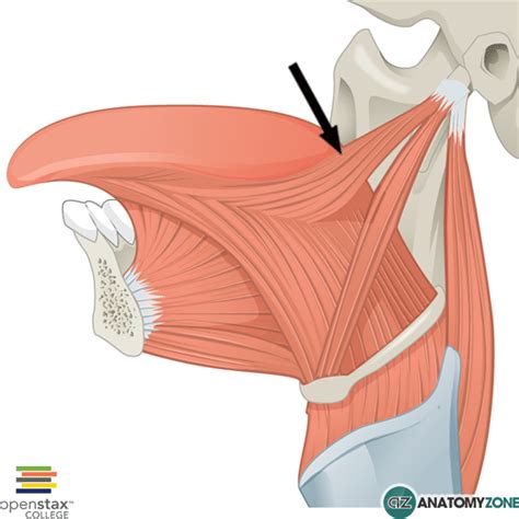 Styloglossus Muscle • Muscular, Musculoskeletal • AnatomyZone