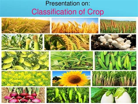 Different Types of Crop