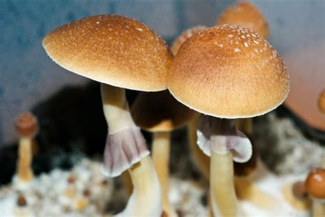 Psilocybe Cubensis Fiji Mushroom Spores | Premium Spores