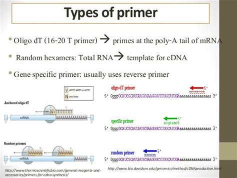 PCR primer design