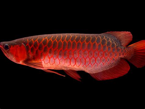 Silver Arowana Fishing Life - Unique Fish Photo