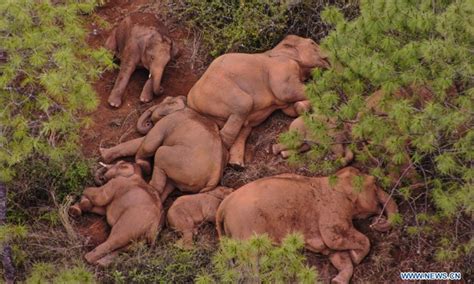 China's migrating elephant herd continues to wander in southwest ...