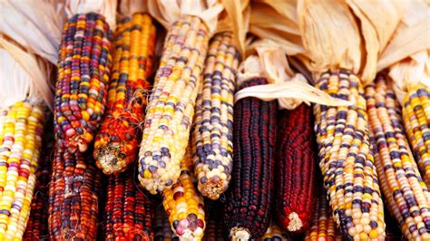 First Thanksgiving | Indian corn, Thanksgiving history lesson ...