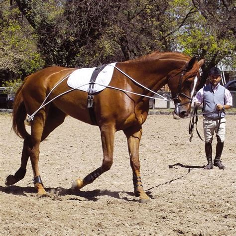 Pessoa Training Aid System Lunging Pony Cob Full Draft Horse Lunge ...