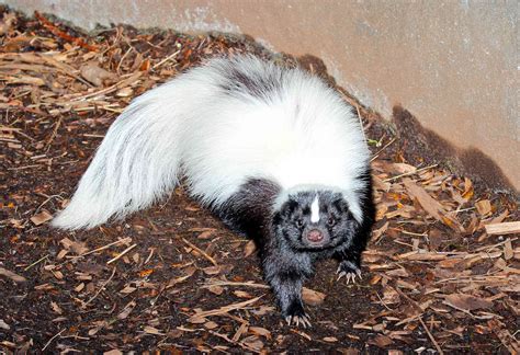 8 Fascinating Skunk Species