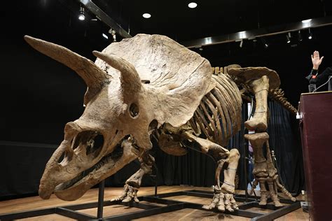 'Big John' sells big: World's largest triceratops goes for $7.7M ...