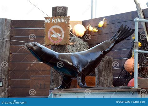 Sea Lion balancing act. stock photo. Image of humorous - 25516722