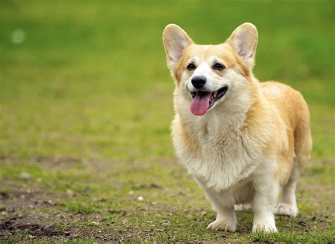 Pembroke Welsh Corgi - Temperament, Origin & Care (BREED GUIDE)