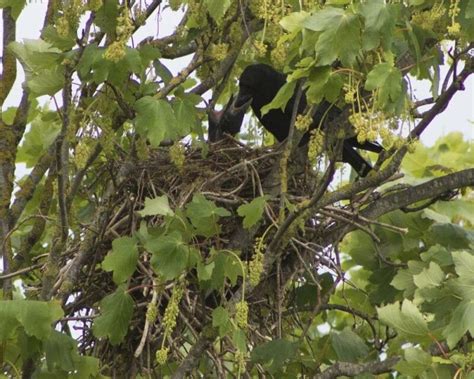 When Do Crows Lay Eggs? 13 Fascinating Crow Egg Facts