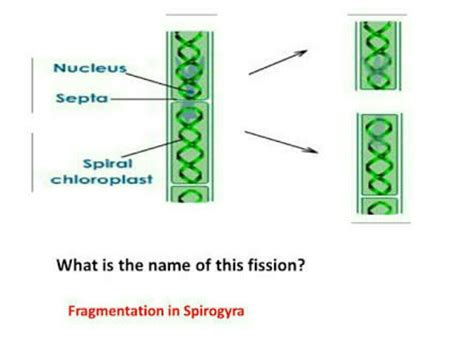 Fragmentation