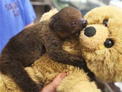 Baby Sloth Hugging Stuffed Animal