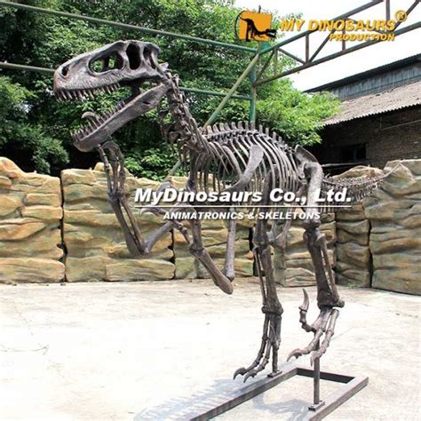 DS-209 New Utahraptor Skeleton for Sale | My Dinosaurs