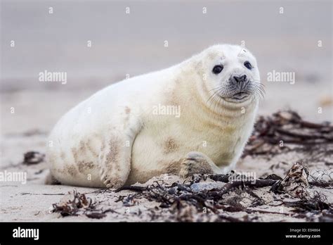 A young Grey Seal (Halichoerus grypus) pup waiting for its' mother to ...