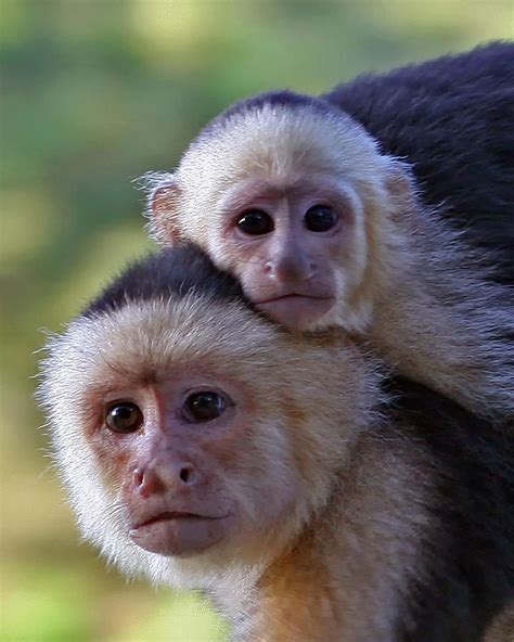 White-faced Capuchin Monkey Mother And Baby from fineartamerica.com ...