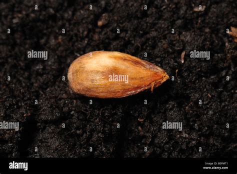 Bramley apple seed on a soil surface Stock Photo - Alamy