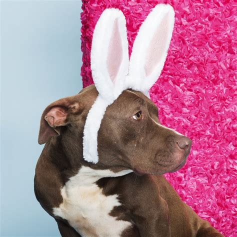 9 Photos That Prove Pit Bulls Are The New Easter Bunny