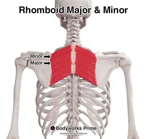 Rhomboid Major Muscle Anatomy - Bodyworks Prime