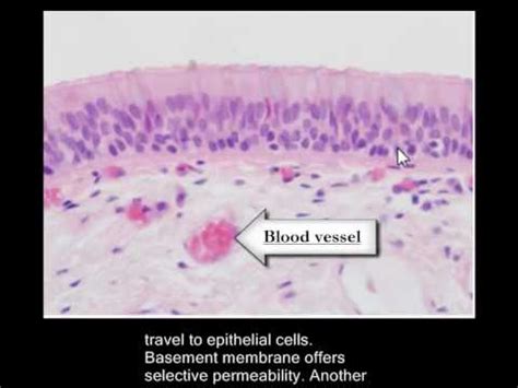 Histology - trachea, Basement membrane - YouTube