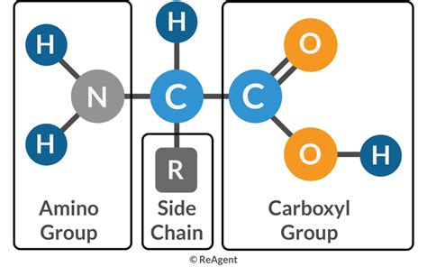 What Are Amino Acids? | The Science Blog