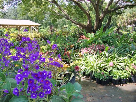 Florida Native Shade Plants Sale | dakora.com.co