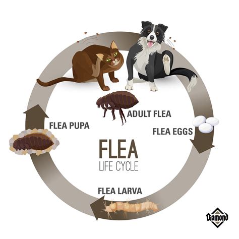 Flea & Tick Myths: Checking the Facts for Dog & Cat Owners