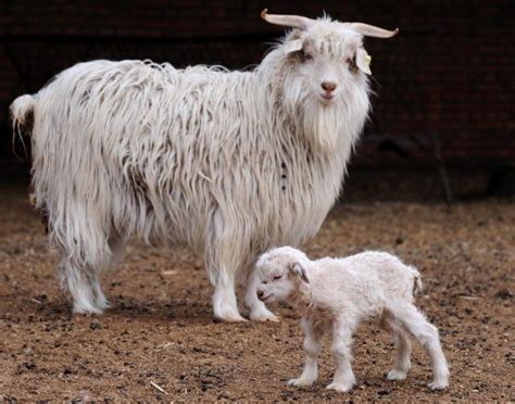 Raising Cashmere Goats: Beginner’s Guide for New Farmers - Boer Goat ...