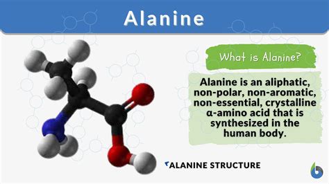 Alanine - Definition and Examples - Biology Online Dictionary