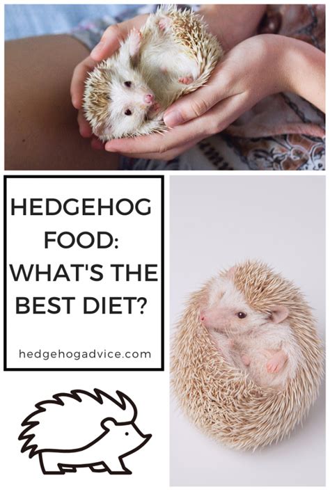 Hedgehog Food: What's the best diet? - Hedgehog Advice