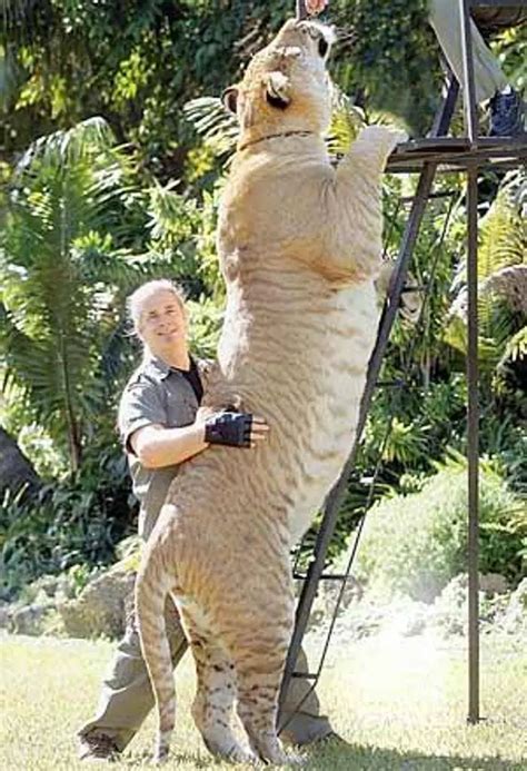 The Biggest Cat on Earth (Hercules The Liger) Weighs Over 900 Pounds ...