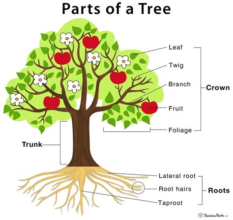 Parts Of A Plants And Their Functions