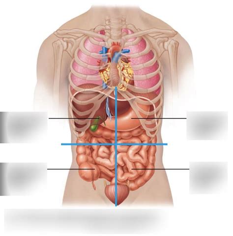 Abdominal Anatomy Quadrants : What Are The Anatomical Regions And ...