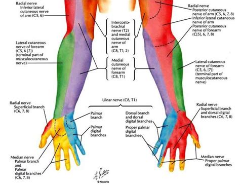 Dermatome of Upper Limb | Human body anatomy, Muscle and nerve, Radial ...