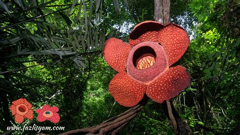 Bunga Rafflesia – Segalanya Tentang Tumbuhan…