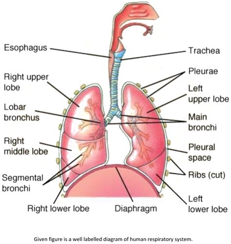 Human Respiratory System Diagram For Kids