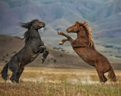 Don’t Believe Everything You Think – With Wild Mustangs and Life ...