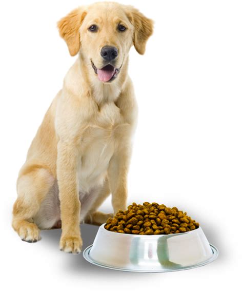 Best Dog Food for a Golden Retriever - Puppies, Adults & Seniors