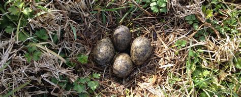 Spur Winged Plover Eggs – Shaun Lee