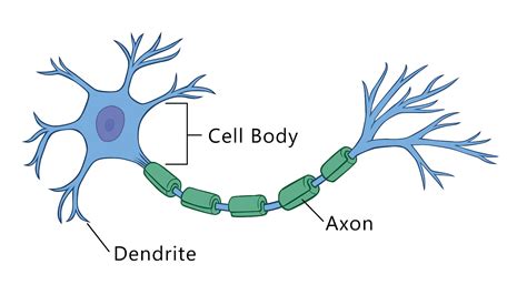 Nerve Cell Diagram - Wiring Diagram