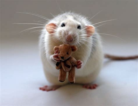 18+ Adorable Rat Pics Proving That They Can Be The Cutest Pets Ever ...