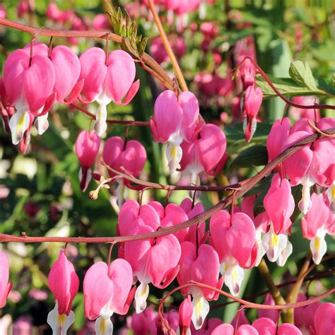 Buy Old Fashioned Bleeding Heart Plant | Dicentra Spectabilis – Easy To ...