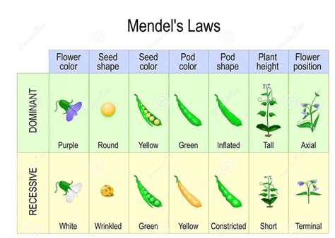 Mendelian Genetics Explore Mendels Laws Of Inheritance | Hot Sex Picture