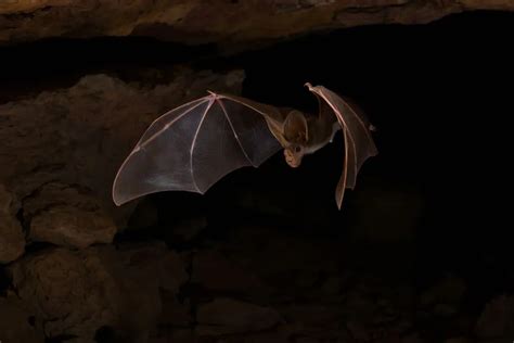 Fun Ghost Bat Facts For Kids | Kidadl