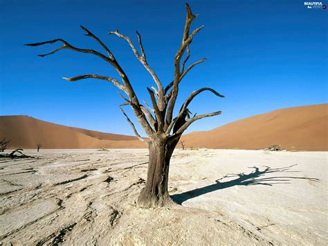 Desert, Africa, trees, Ascension, dry, Areas - Beautiful views ...