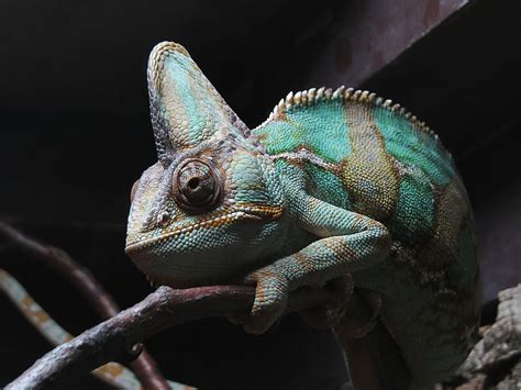 Chameleon Shedding Process Explained: Everything You Should Know ...