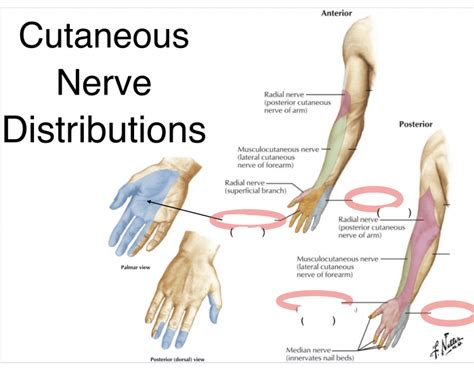 Cutaneous Nerve Distributions Quiz